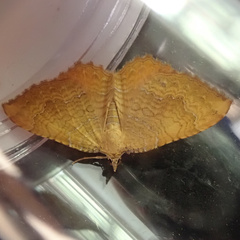 Camptogramma bilineata