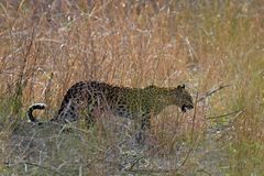 Panthera pardus fusca