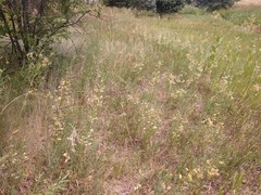 Sphaerophysa salsula
