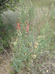 Sphaerophysa salsula