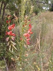 Sphaerophysa salsula