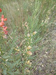 Sphaerophysa salsula