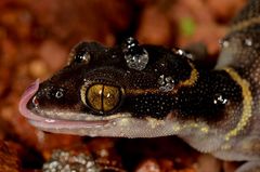 Cyrtodactylus deccanensis