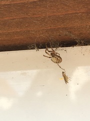 Zygiella x-notata