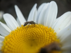 Perdita octomaculata