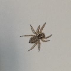 Menemerus semilimbatus