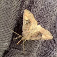 Euplexia
