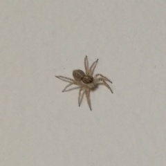 Menemerus semilimbatus