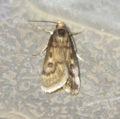 Loxostegopsis polle