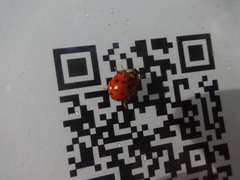 Harmonia axyridis