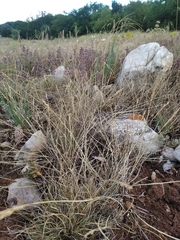 Festuca callieri