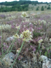 Allium marschalianum