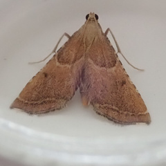 Endotricha flammealis