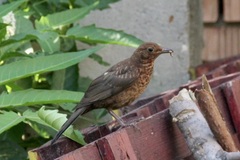 Turdus merula