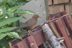 Turdus merula
