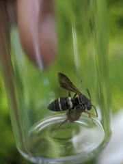Epeolus bifasciatus