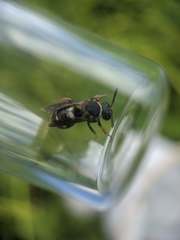 Epeolus bifasciatus