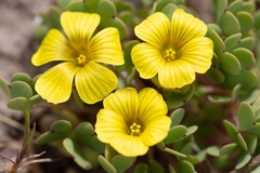 Oxalis compacta