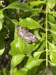 Chiomara georgina georgina