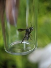 Epeolus bifasciatus