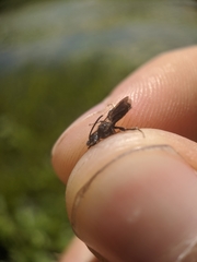 Dufourea novaeangliae