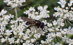 Cheilosia pagana