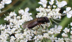 Cheilosia pagana