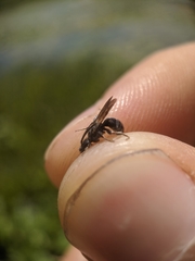 Dufourea novaeangliae