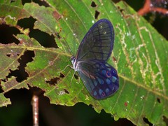 Pseudohaetera mimica
