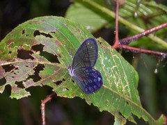 Pseudohaetera mimica