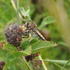 Promachus vertebratus