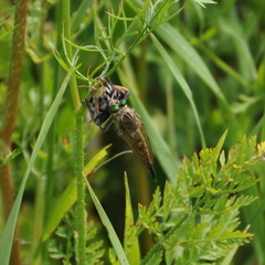 Promachus vertebratus