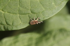 Lixus subtilis