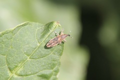Lixus subtilis