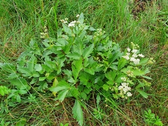 Ligusticum scothicum