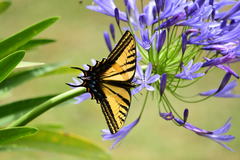 Papilio multicaudata grandiosus