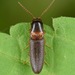 Megapenthes rufilabris - Photo (c) skitterbug, osa oikeuksista pidätetään (CC BY), uploaded by skitterbug