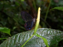 Pseudohaetera mimica