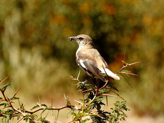 Mimus dorsalis