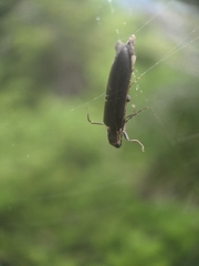 Denticollis denticornis