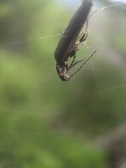 Denticollis denticornis