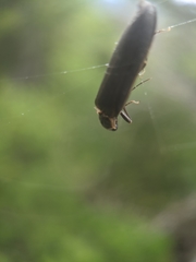 Denticollis denticornis