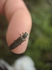 Denticollis denticornis