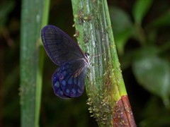 Pseudohaetera mimica