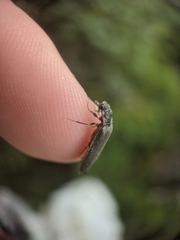 Denticollis denticornis