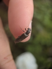 Denticollis denticornis