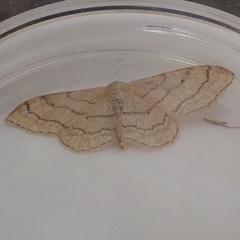 Idaea aversata