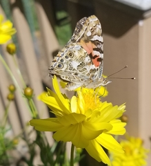 Vanessa cardui