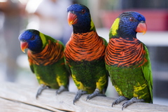 Coconut Lorikeet photo 4