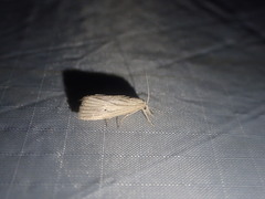 Eoreuma densellus